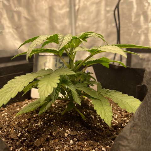 Coolando growlog timeline photo