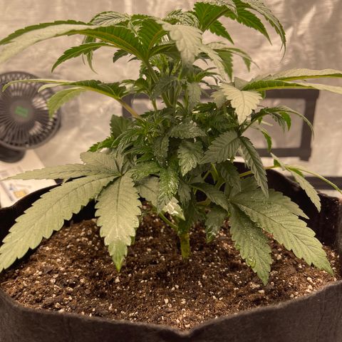 Coolando growlog photo: Nutrient feeding w/ calmag and molasses