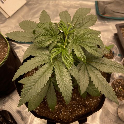 Coolando growlog photo: Nutrient feeding w/ calmag and molasses