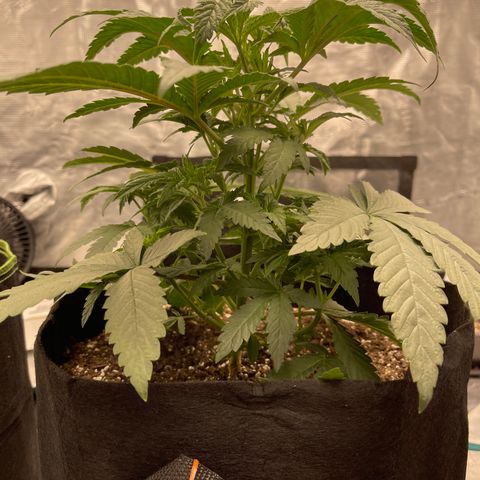Coolando growlog timeline photo