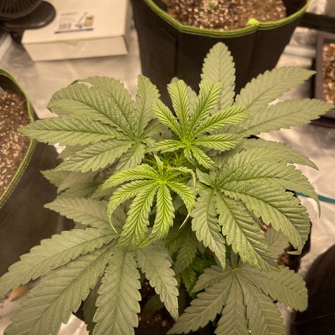 Coolando growlog timeline photo