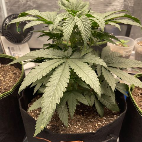 Coolando growlog timeline photo