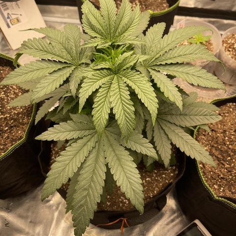 Coolando growlog timeline photo