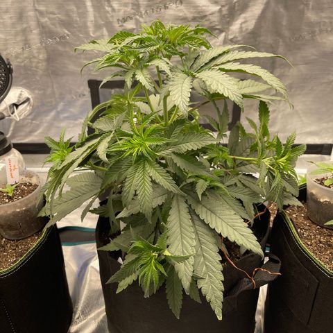 Coolando growlog photo: LST