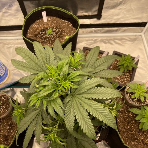 Coolando growlog photo: LST