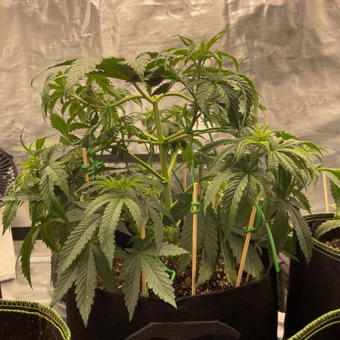 Coolando growlog photo: Pruned