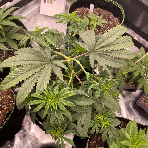 Coolando growlog photo: Pruned