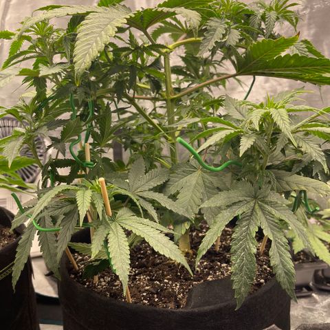 Coolando growlog timeline photo