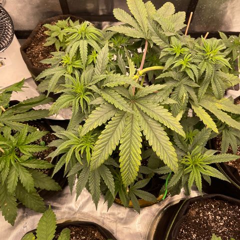 Coolando growlog timeline photo