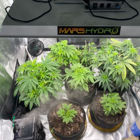 Coolando growlog timeline photo