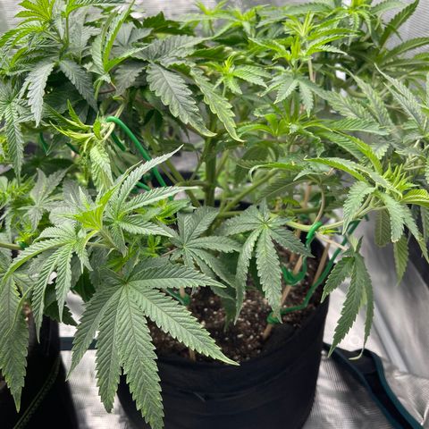 Coolando growlog timeline photo