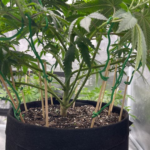 Coolando growlog timeline photo