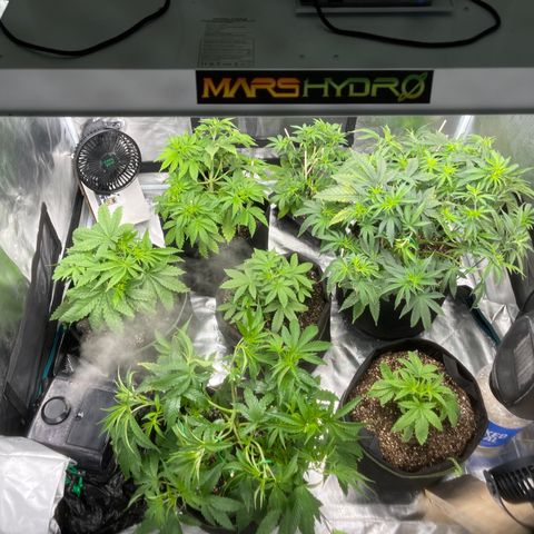Coolando growlog timeline photo