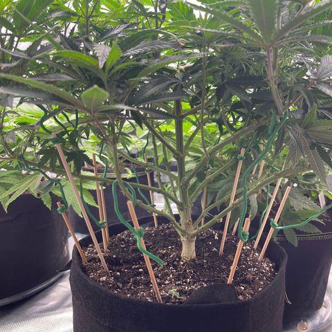 Coolando growlog timeline photo