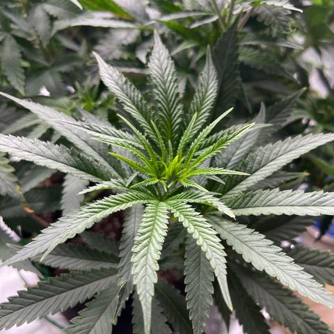 Coolando growlog timeline photo