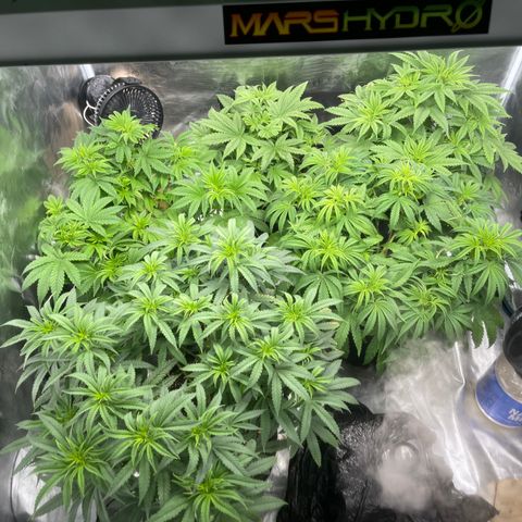 Coolando growlog timeline photo