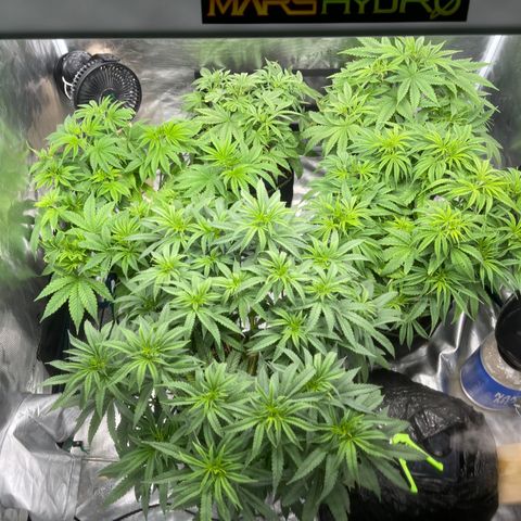 Coolando growlog timeline photo