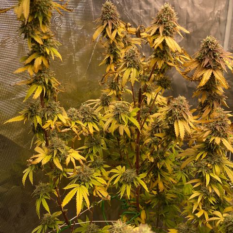 Coolando growlog timeline photo