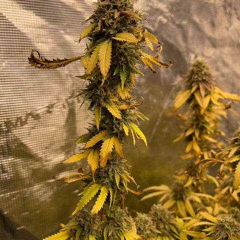 Coolando growlog timeline photo