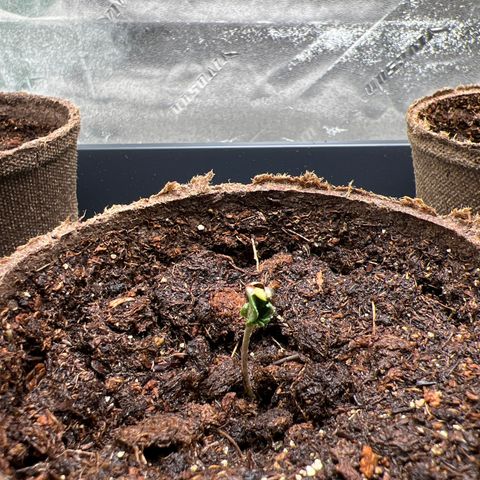 Northern Lights #2 growlog timeline photo