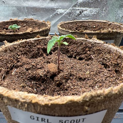 Girl Scout Cookies Extreme #1 growlog timeline photo