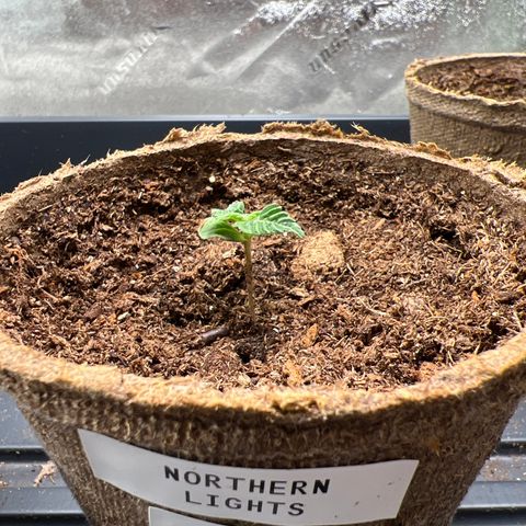 Northern Lights #2 growlog timeline photo