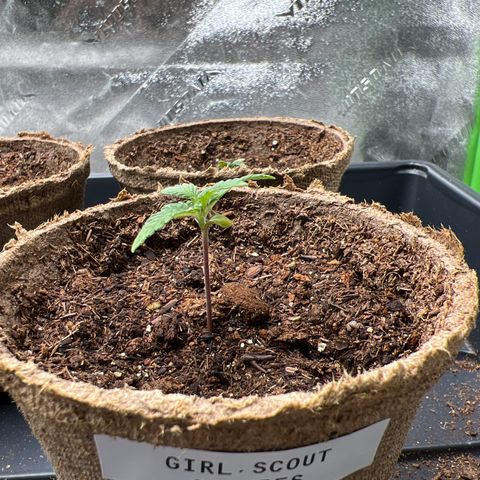 Girl Scout Cookies Extreme #1 growlog timeline photo