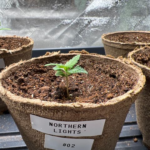 Northern Lights #2 growlog timeline photo