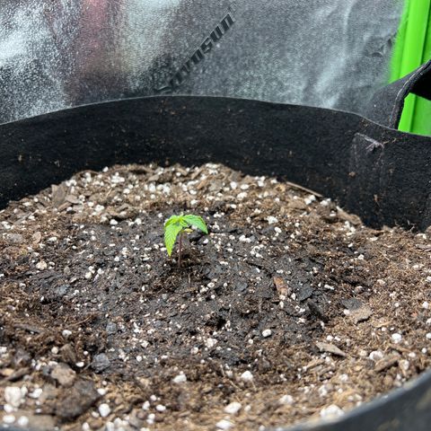 Girl Scout Cookies Extreme #1 growlog timeline photo