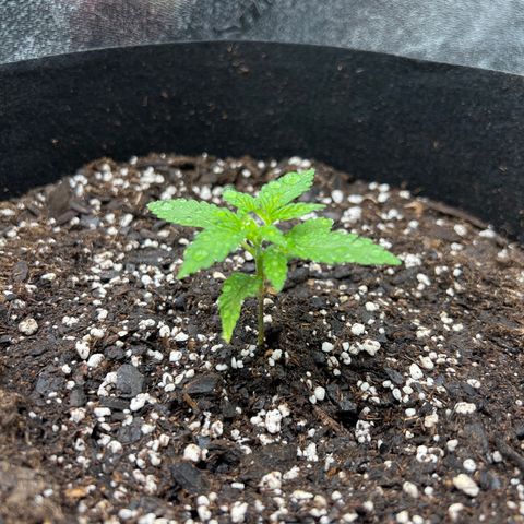 Girl Scout Cookies Extreme #1 growlog timeline photo