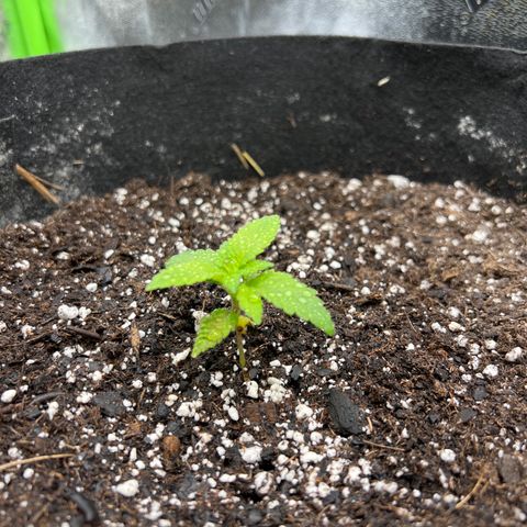 Northern Lights #2 growlog timeline photo