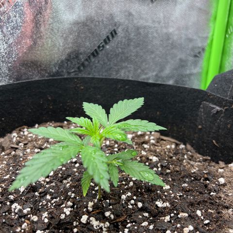 Girl Scout Cookies Extreme #1 growlog timeline photo