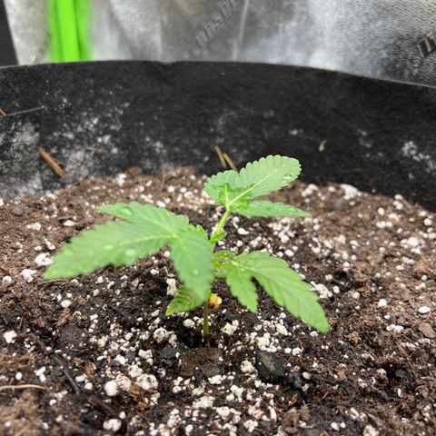 Northern Lights #2 growlog timeline photo