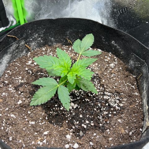 Northern Lights #2 growlog timeline photo