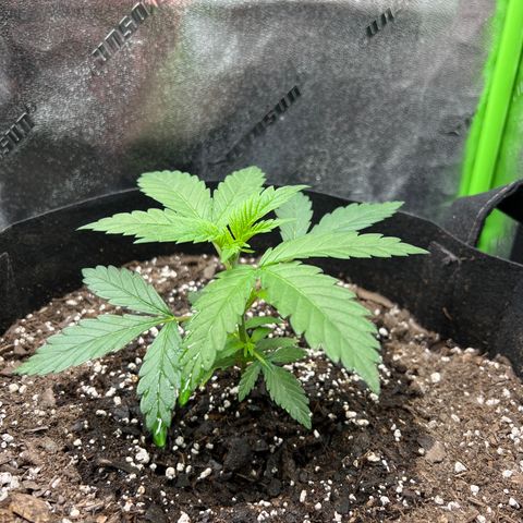 Girl Scout Cookies Extreme #1 growlog timeline photo