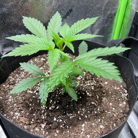 Girl Scout Cookies Extreme #1 growlog timeline photo