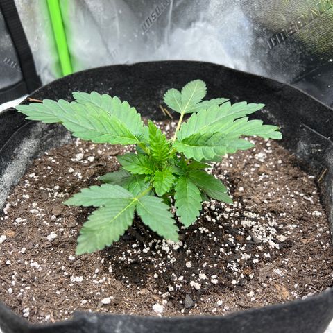 Northern Lights #2 growlog timeline photo