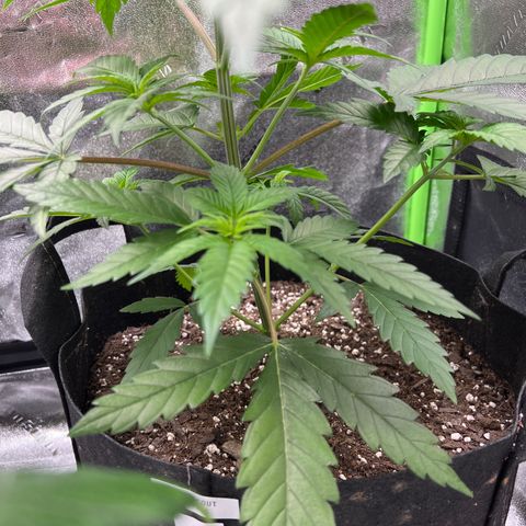 Girl Scout Cookies Extreme #1 growlog timeline photo