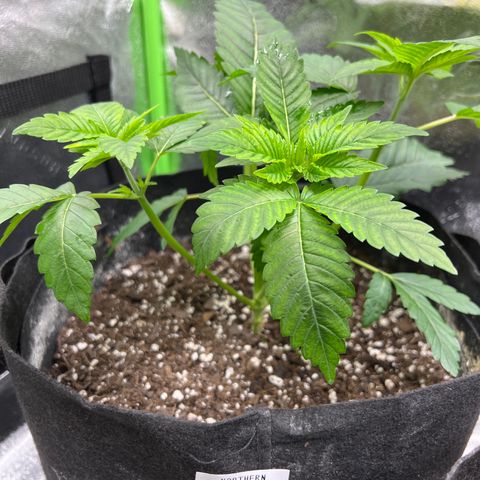 Northern Lights #2 growlog timeline photo