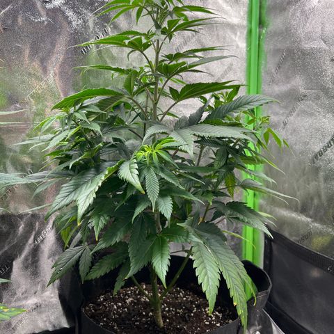 Girl Scout Cookies Extreme #1 growlog timeline photo