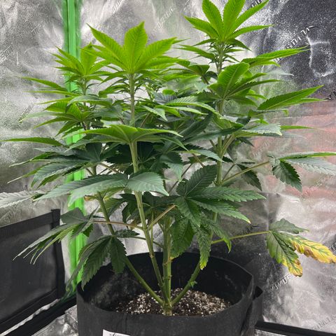 Northern Lights #2 growlog timeline photo