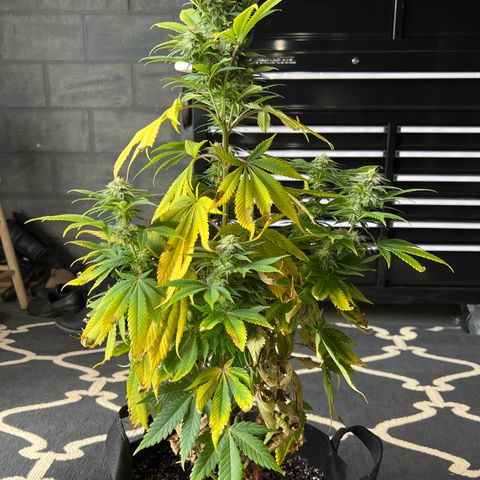 Girl Scout Cookies Extreme #1 growlog timeline photo