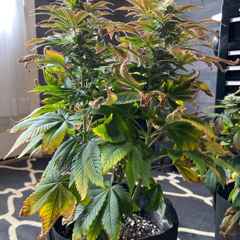 Northern Lights #2 growlog timeline photo