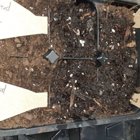 Assorted #1 growlog photo: Seeds germinated and planted. 