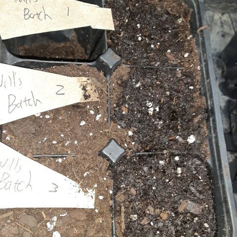 Assorted #1 growlog photo: Seeds germinated and planted. 