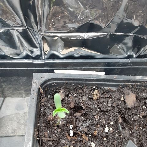 Assorted #1 growlog timeline photo