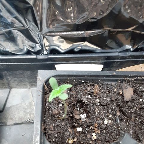 Assorted #1 growlog timeline photo