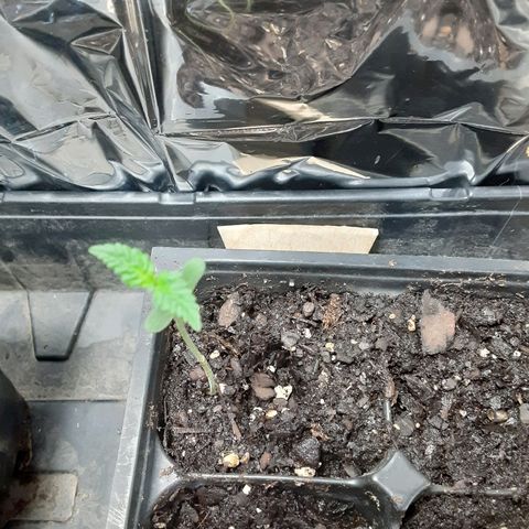 Assorted #1 growlog timeline photo