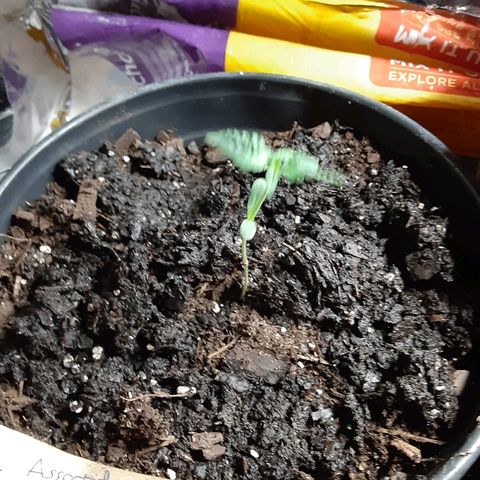 Assorted #1 growlog timeline photo