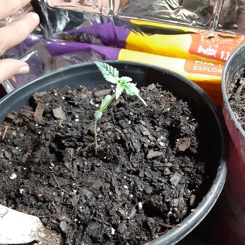 Assorted #1 growlog timeline photo